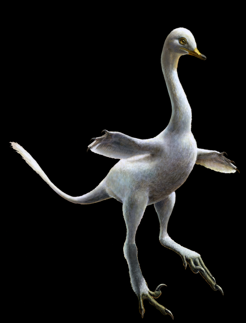 Reconstruction of Halszkaraptor escuilliei. (Credit: Lukas Panzarin and Andrea Cau)